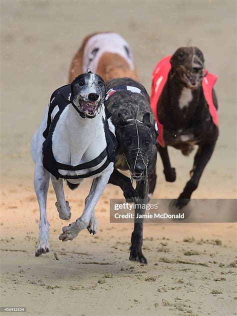 coral greyhound results|greyhound results romford today.
